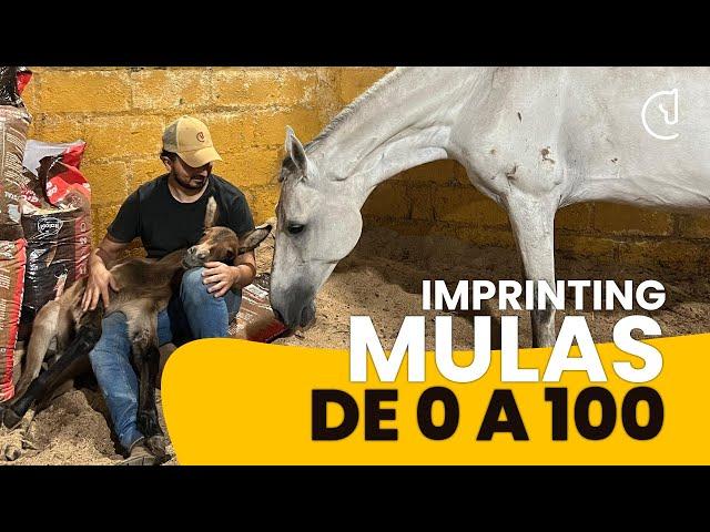 MULAS! de 0 a 100 en DOMA RACIONAL - 1