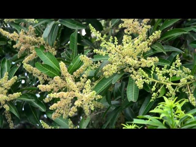 MANGIFERA INDICA (mango tree)