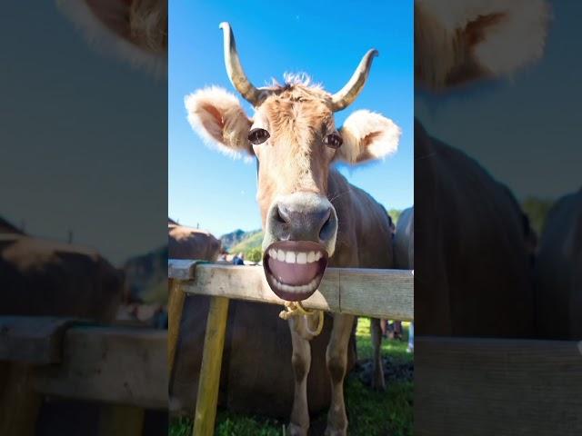 #cow #funny #viral #funnycow #animals #vishal verma