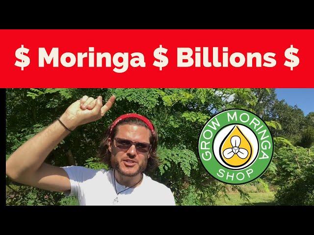 How Does Moringa Makes Billions? The World’s MOST Useful & Profitable Cash Crop