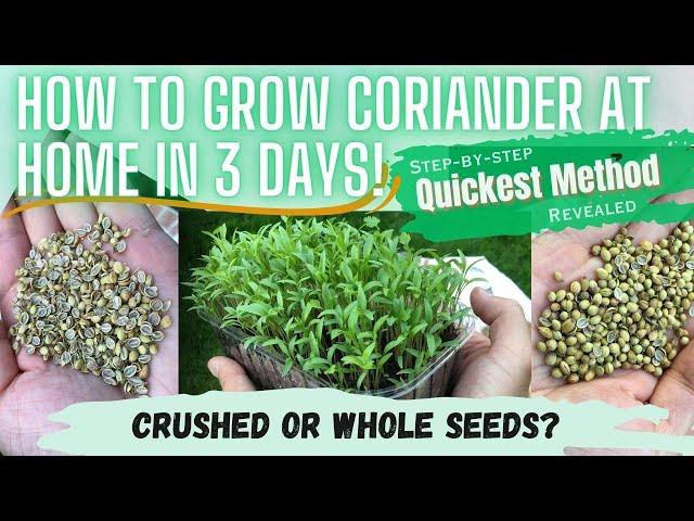 RAPID 3 DAY GROWTH REVEALED! How To Grow Coriander | Cilantro | Dhaniya | Phakchi AT HOME! Beginners