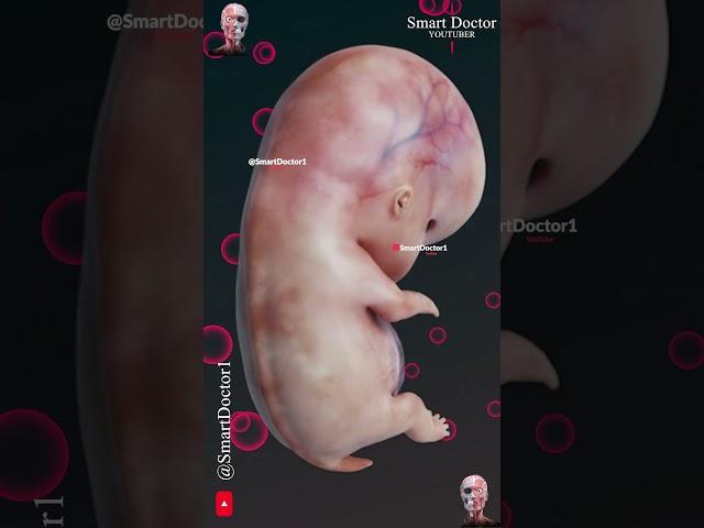 Fetus Development in 5 Stages 