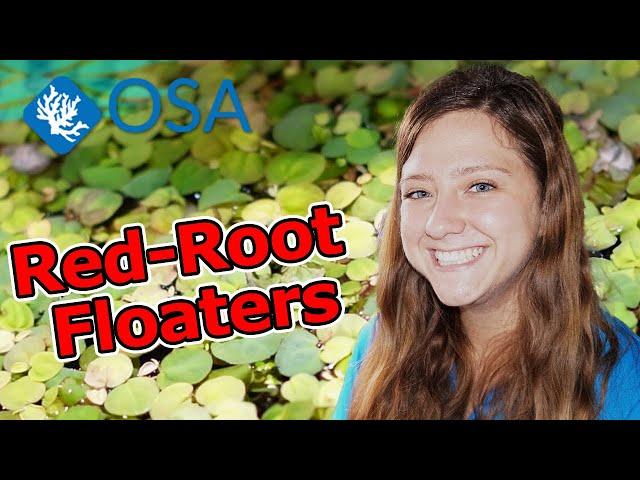 SUPER Beneficial FLOATING Plants! 