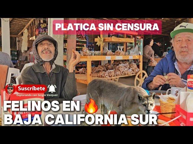 FELINOS en Baja California Sur / Platicamos con estas Dos agradables Personas de la región.