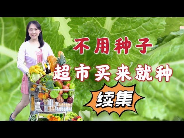 【Gardening 52】8 kinds of vegetables from supermarket can be regrown, don't need seeds