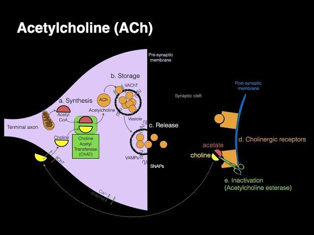 Acetylcholine. ACh