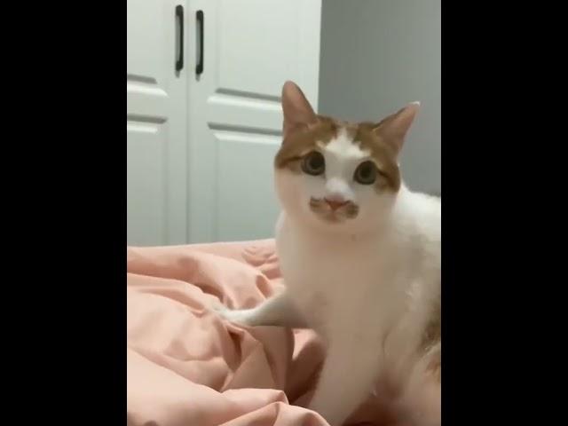 Funny cat video cilp