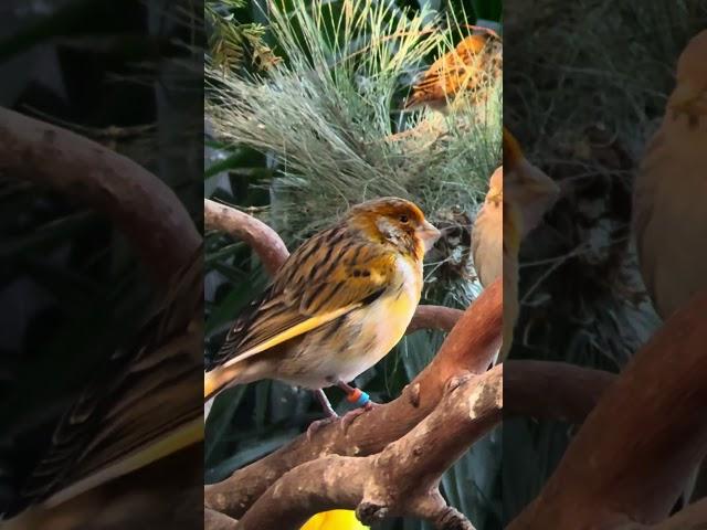 Aviary | Bird Aviary | Aviary Birds | Outdoor Aviary | Finch Aviary | Canary Aviary | #aviary #birds