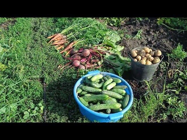 Сына проводила,машину загрузили овощами/Выдернула лук из грядки,урожай порадовал/