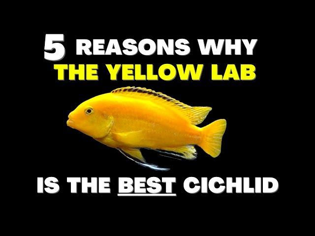 The Yellow Lab is THE BEST Cichlid...Here's Why