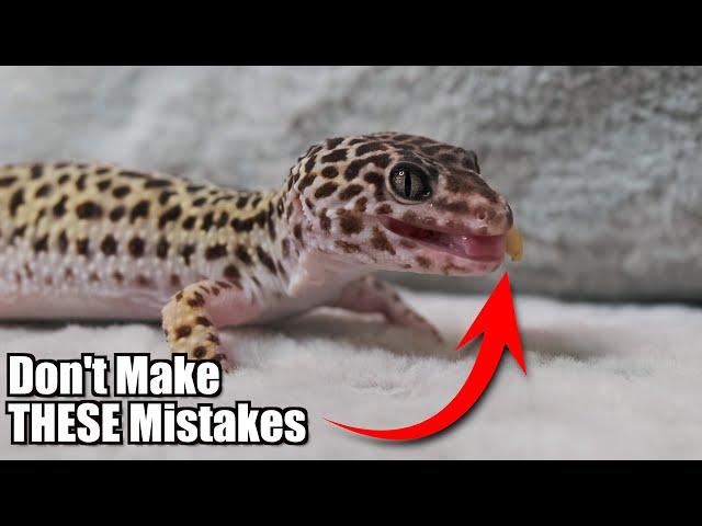 What I Wish I Knew BEFORE Getting a Leopard Gecko