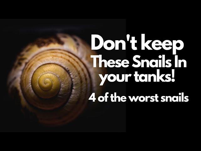 Top 4 Aquarium Snails to Avoid (Don't Make This Mistake)