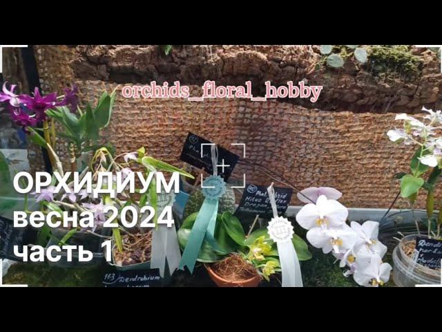 Орхидиум весна 2024. Обзор выставочной части  #орхидиум2024 #orchidium #орхидиум