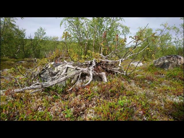 Common Juniper Nana in nature #Juniper #Nature #Deadwood #Dog