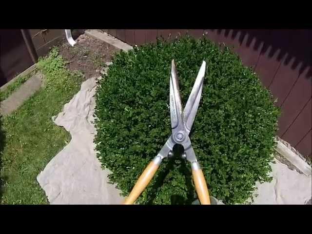 HOW TO: Hand shearing Boxwood shrubs