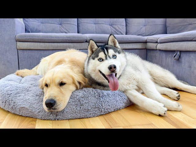 Clingy Husky Never Leaves His Golden Retriever's Side [CUTEST REACTION EVER!!]