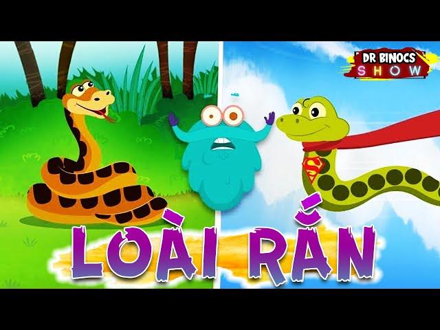 Bí ẩn về loài RẮN bạn chưa từng biết | Hoạt Hình Khoa Học Vui