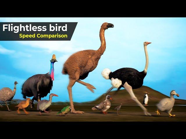 Flightless Birds Speed Comparison | Speed Comparison Birds | extinct Birds | Prehistorical birds