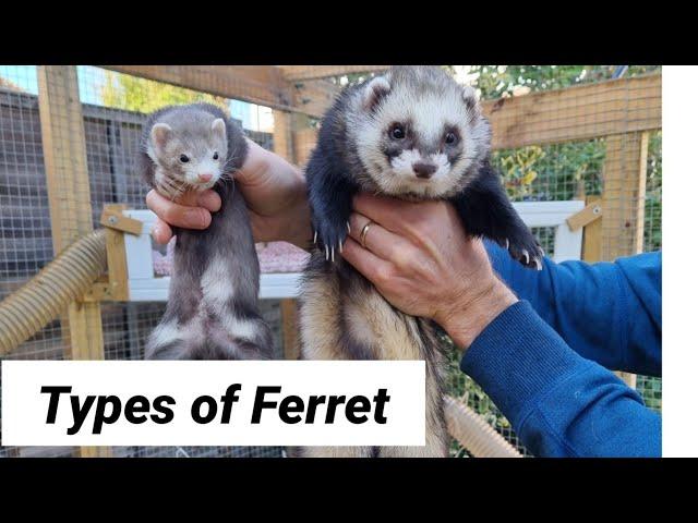 Discover Which Type of Ferret is Perfect for You!