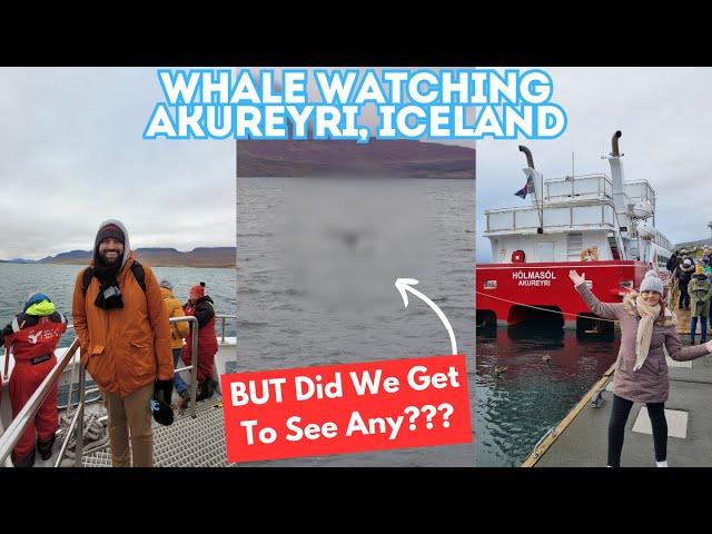 Whale Watching In Akureyri, Iceland - Will We Have More Luck Than We Did In Alaska? 