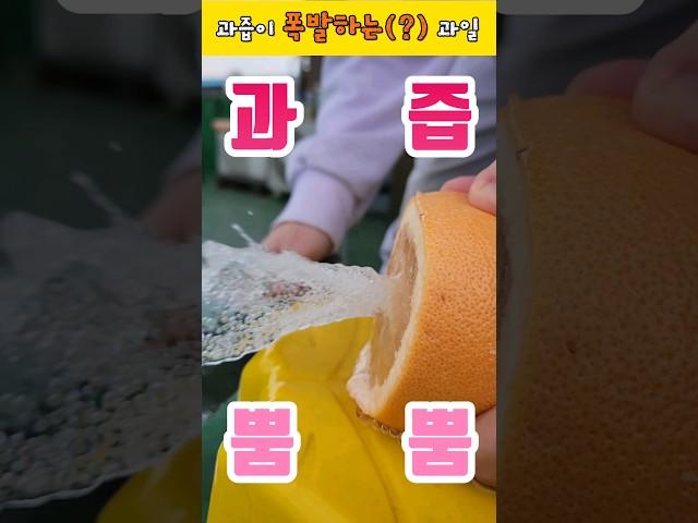 과즙이 폭발하는(?)과일이 위험한이유ㅋㅋㅋㅋ