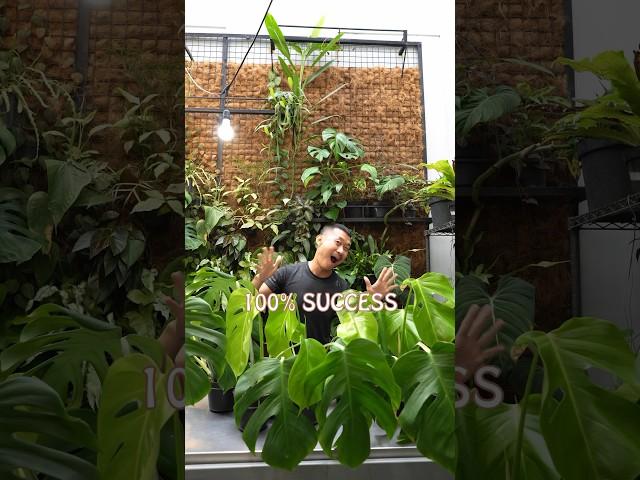 MONSTERA Propagation with 100% SUCCESS | Watch Me Turn a sad  Plant into 11 Happy babies!