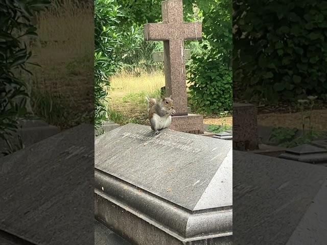 Squirrel  #fortnite #shorts