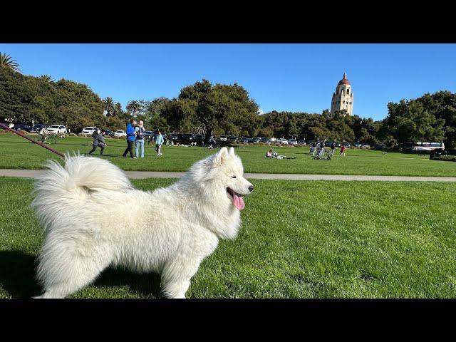 Stanford University Campus Tour// 斯坦福大学校园游