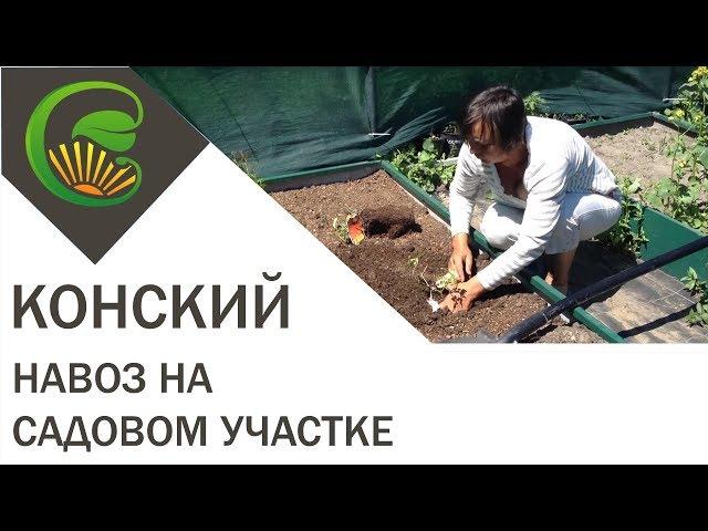 Конский навоз  на садовом участке