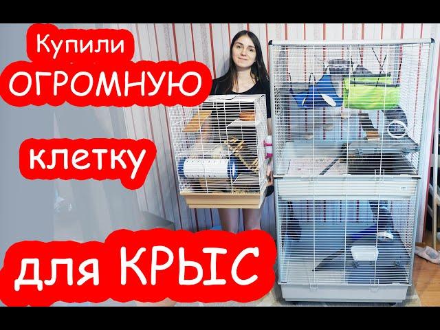 Купили ОГРОМНУЮ клетку для КРЫС