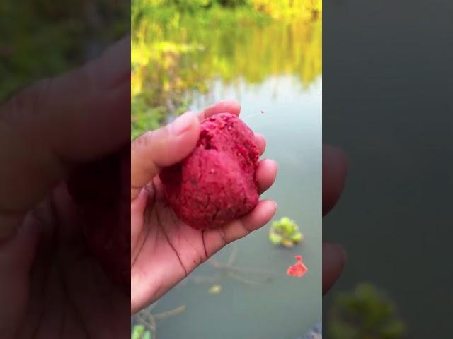 Wow.What a magical red bait and perfect fishing hit for carp.Wait for the result.#redbait