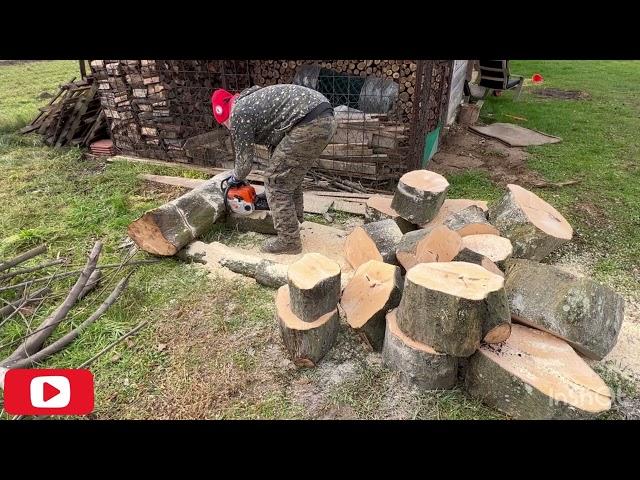 Stihl MS 180 cutting wood with a larger diameter than the chain - hornbeam