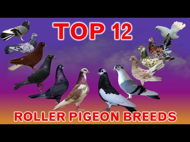 Top 12 Best Roller Pigeon Breeds in the World