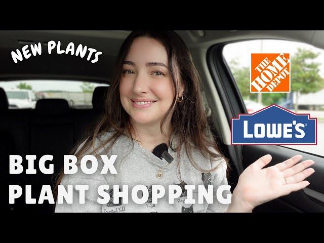 Big Box Plant Shopping at Lowe's and Home Depot! 