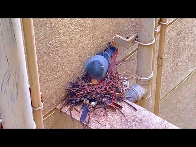 PIEGON NEST AND BABY