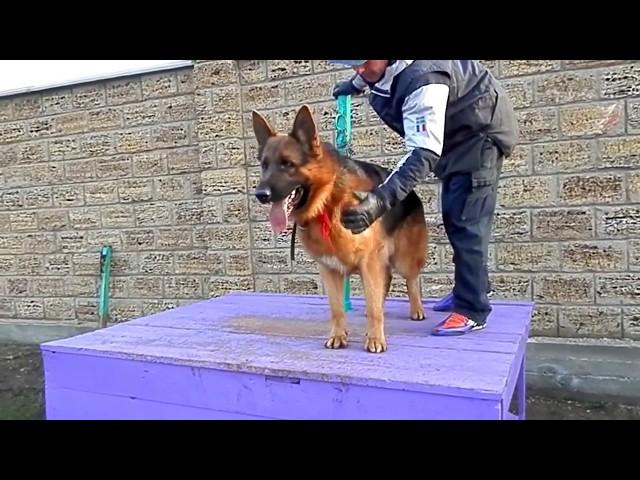 Развитие злобы у Немецкой овчарки. Development of anger at the German Shepherd. Odessa.