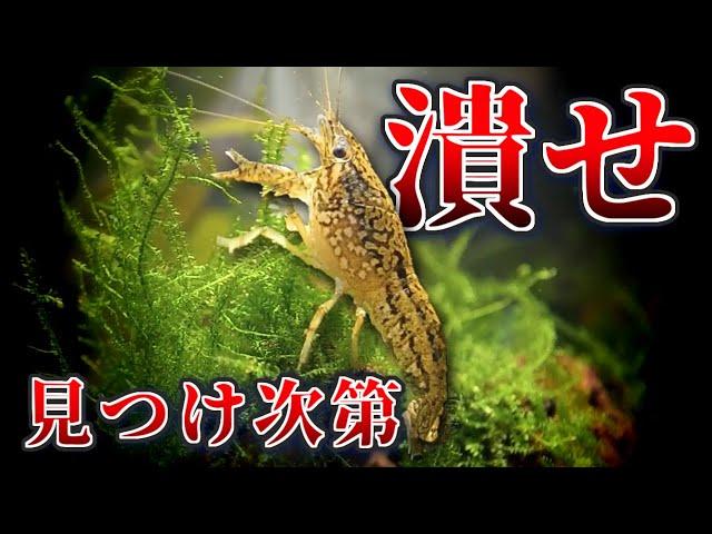[URGENT] If you find this crayfish, please crush it immediately