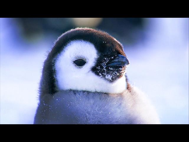 Antarctica, Life in the Frozen Deserts | Full Documentary in English