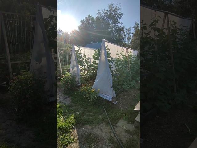 #грядка #шпалера #огурцы #устройствогрядок #дача #дачники #огород