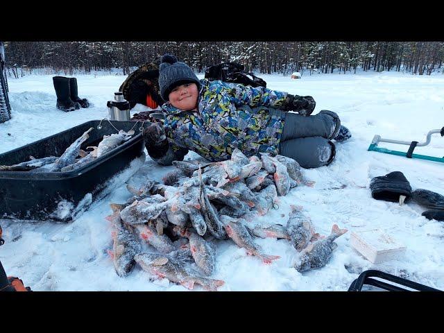 Продолжаем покорять лед на р.Вынгапур окунь на удочки щука на жерлицы.