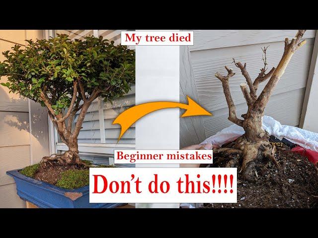 5 beginner Bonsai mistakes to avoid,  that might be killing your bonsai tree!