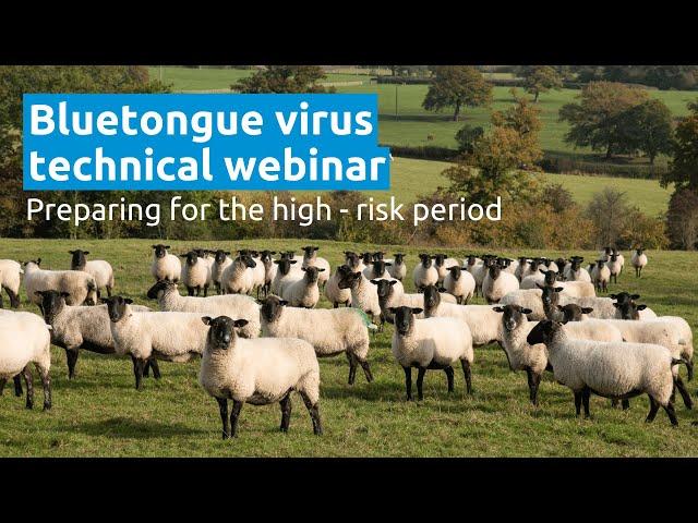 Bluetongue Virus - Preparing for the High Risk Period | AHDB Webinar
