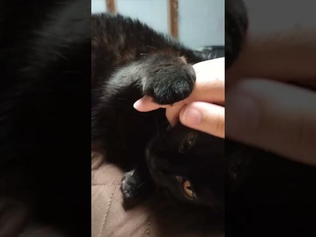 Demanding Petting Time