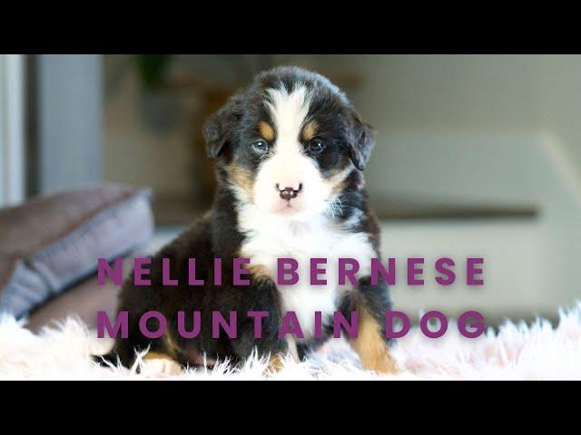 Nellie Our Available Bernese Mountain Dog Puppy Here at Mountain Dog Companion!