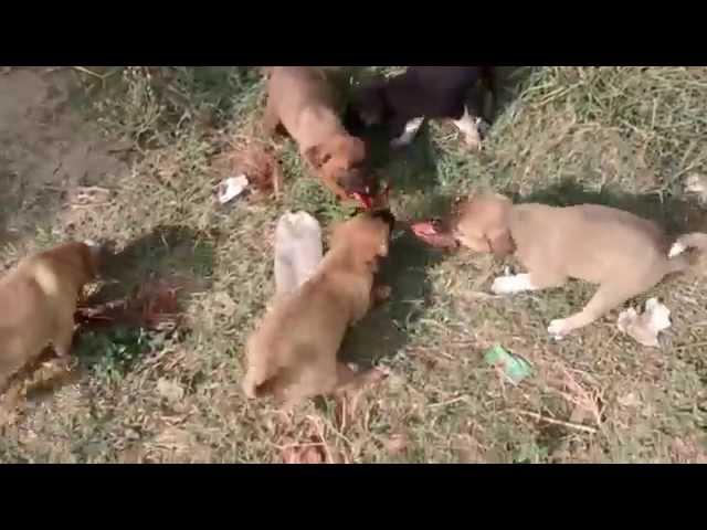 Crazy hungry puppies deadly fight for food .... Awesome angry puppies doing funny things ...