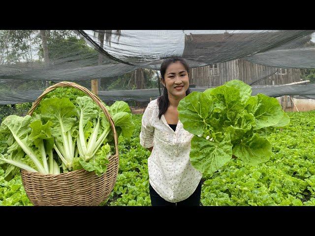 Fresh Taiwan Bok Choy Recipe / Taiwan Boy Choy From The Farm / Prepare By Countryside Life TV