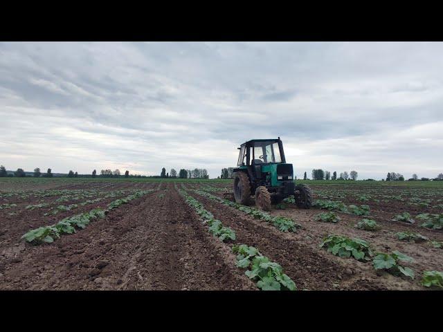 Прополка міжрядки , оприскування від бур'янів . Знову все не встигаю