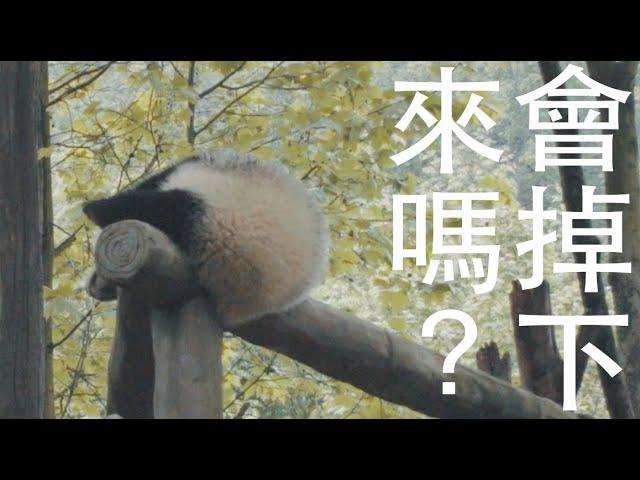 冷門景點，熊貓樂園｜成都大熊貓之旅（二）都江堰熊貓樂園