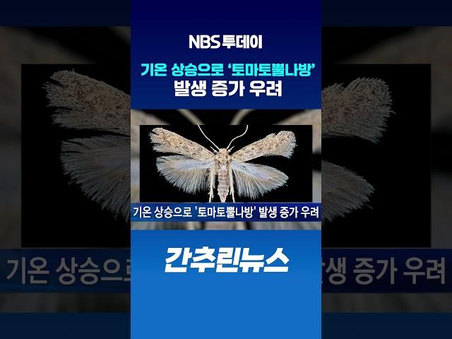 기온 상승으로 ‘토마토뿔나방’ 발생 증가 우려