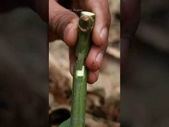 Grafting With New Technique how to grafting #grafting